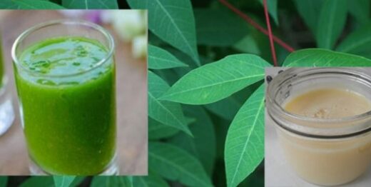 comment combattre l'anémie avec les feuilles de manioc au