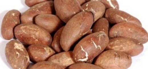 huile de petit cola bienfait au USA