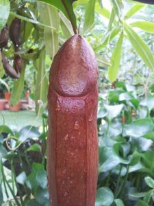 racine et plante pour allonger le pénis au USA, Canada