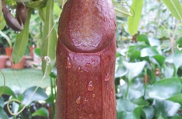 racine et plante pour allonger le pénis au USA, Canada