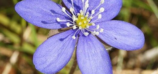 quel est le traitement le plus efficace contre l'hépatite b