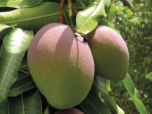 7 propriétés des feuilles de mangue