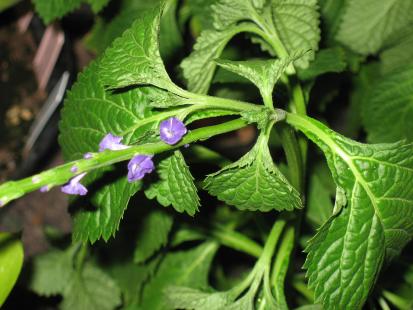 verveine et épilepsie