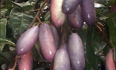 le safou un fruit d'origine africaine aux vertus insoupçonnées