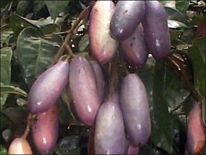 le safou un fruit d'origine africaine aux vertus insoupçonnées