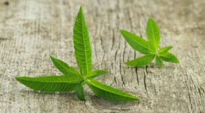 vertus et bienfaits de la verveine