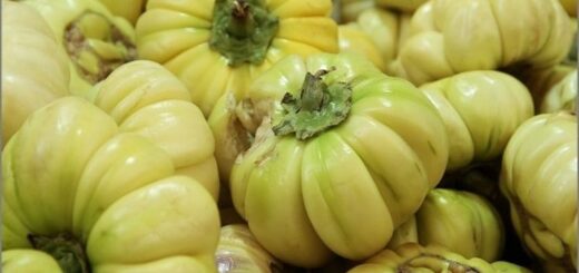 l'aubergine africaine bon régulateur du sucre sanguin