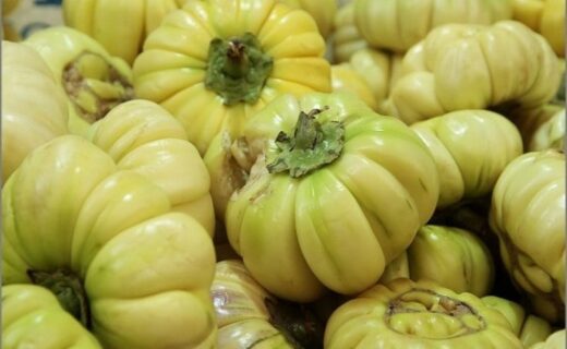 l'aubergine africaine bon régulateur du sucre sanguin