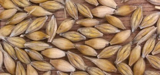 bienfaits graines d'orge commune