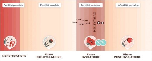 période de fertilité : quand peut-on tomber enceinte