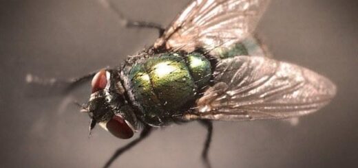 citron et clou de girofle pour chasser les mouches