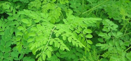 bienfaits du moringa
