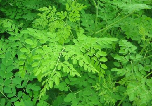 bienfaits du moringa