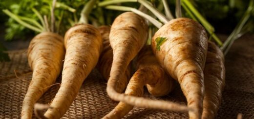 bienfaits de la racine de persil