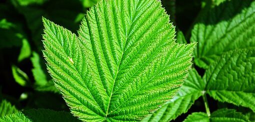 5 bienfaits de la tisane de feuille de framboisier