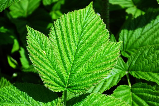 5 bienfaits de la tisane de feuille de framboisier