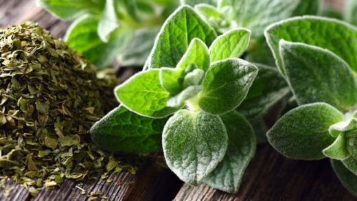 bienfaits de l'origan