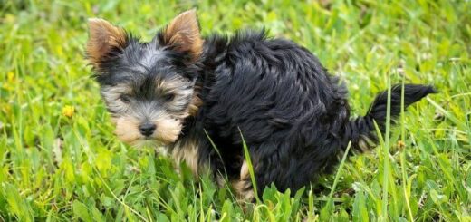 remède naturel diarrhée du chien