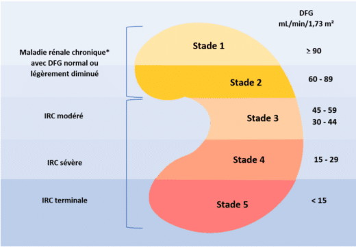 maladie rénale chronique et insuffisance rénale chronique
