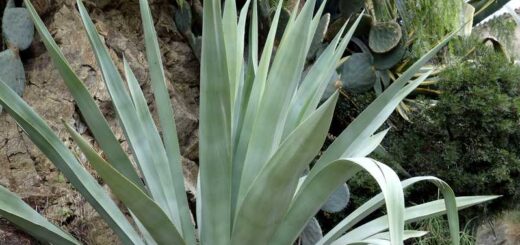 bienfaits plantes grasses extérieures