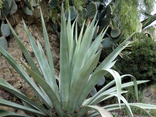 bienfaits plantes grasses extérieures