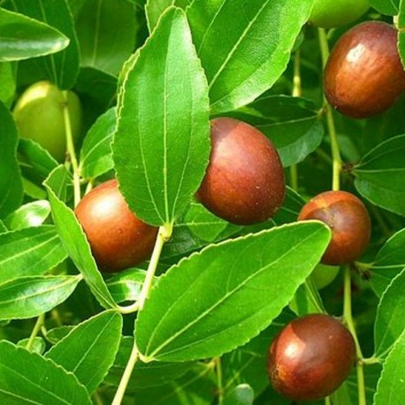 bienfaits des feuilles de jujubier