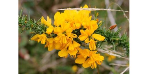 Ajonc d'amérique bienfaits