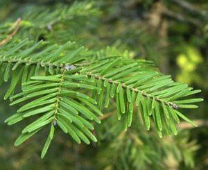 Sapin baumier bienfaits