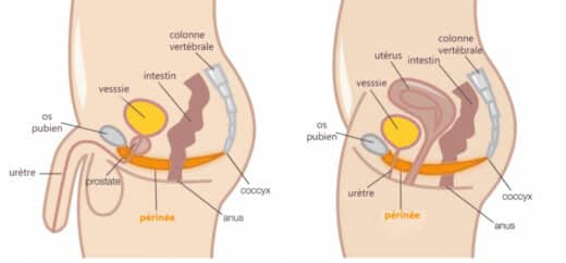 vagin large et béance vulvaire