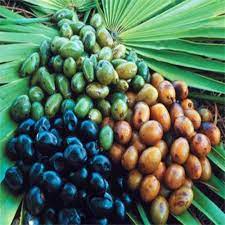 Bienfaits du Saw Palmetto