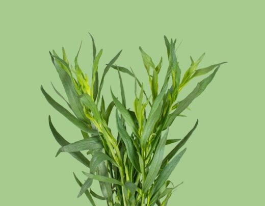 bienfaits de l'estragon