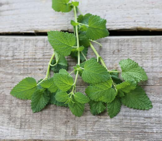 Bienfaits de la mélisse