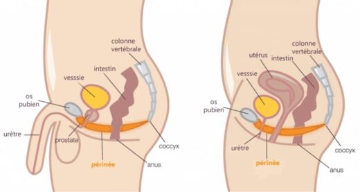 exercices pour muscler son périnée