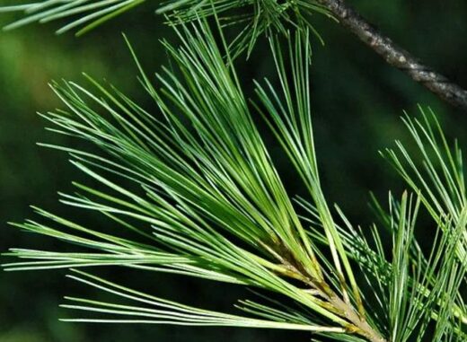 Pin blanc bienfaits