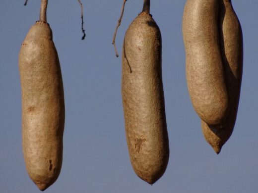 kigelia africana et fibrome