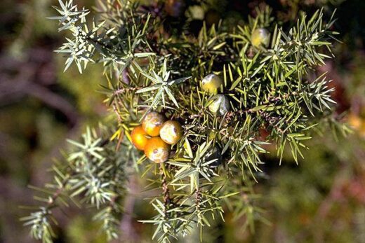 Huile de cade bienfaits