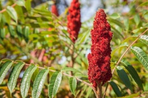 Bienfaits sumac
