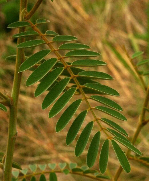 Bienfaits du tephrosia