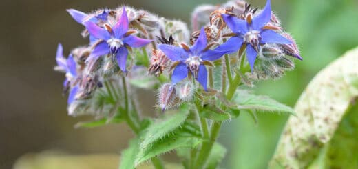 Bienfaits de la bourrache officinale