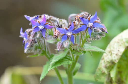 Bienfaits de la bourrache officinale