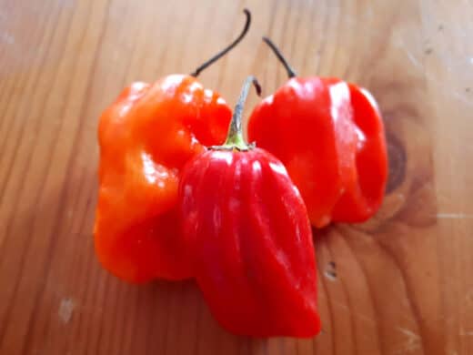 Piment d'Afrique bienfaits