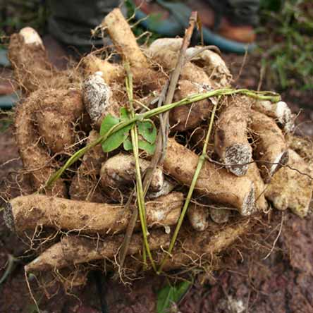 Igname sauvage bienfaits du yam