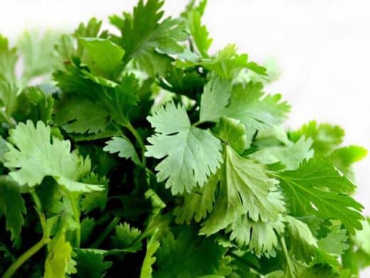 Bienfaits de la coriandre