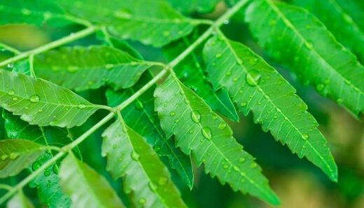 Feuilles de neem et vih sida