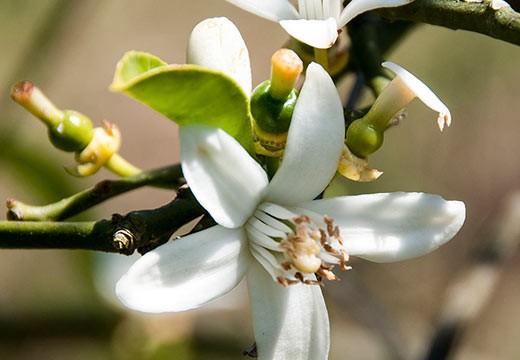 Infusion fleur d'oranger