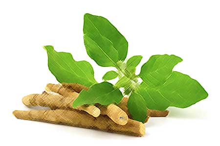 Ashwagandha bienfaits