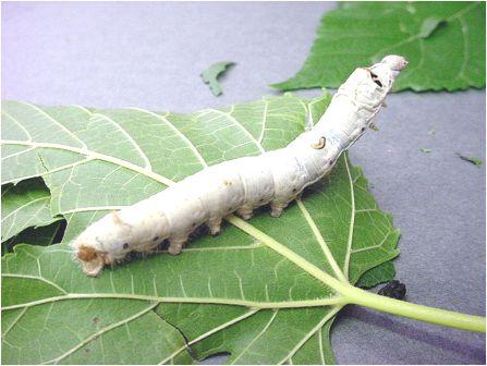 Serrapeptase anti-inflammatoire