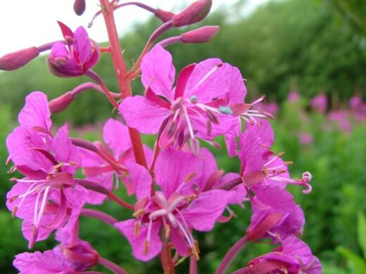 Bienfaits de l'épilobe