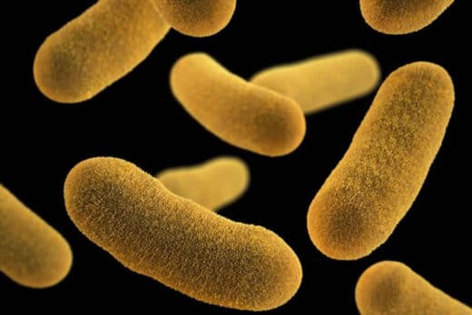 Yersinia enterocolitica traitement naturel