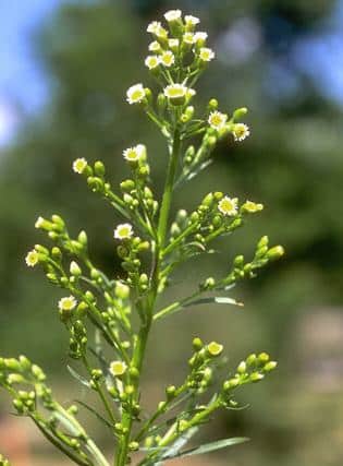 bienfaits de la vergerette du canada